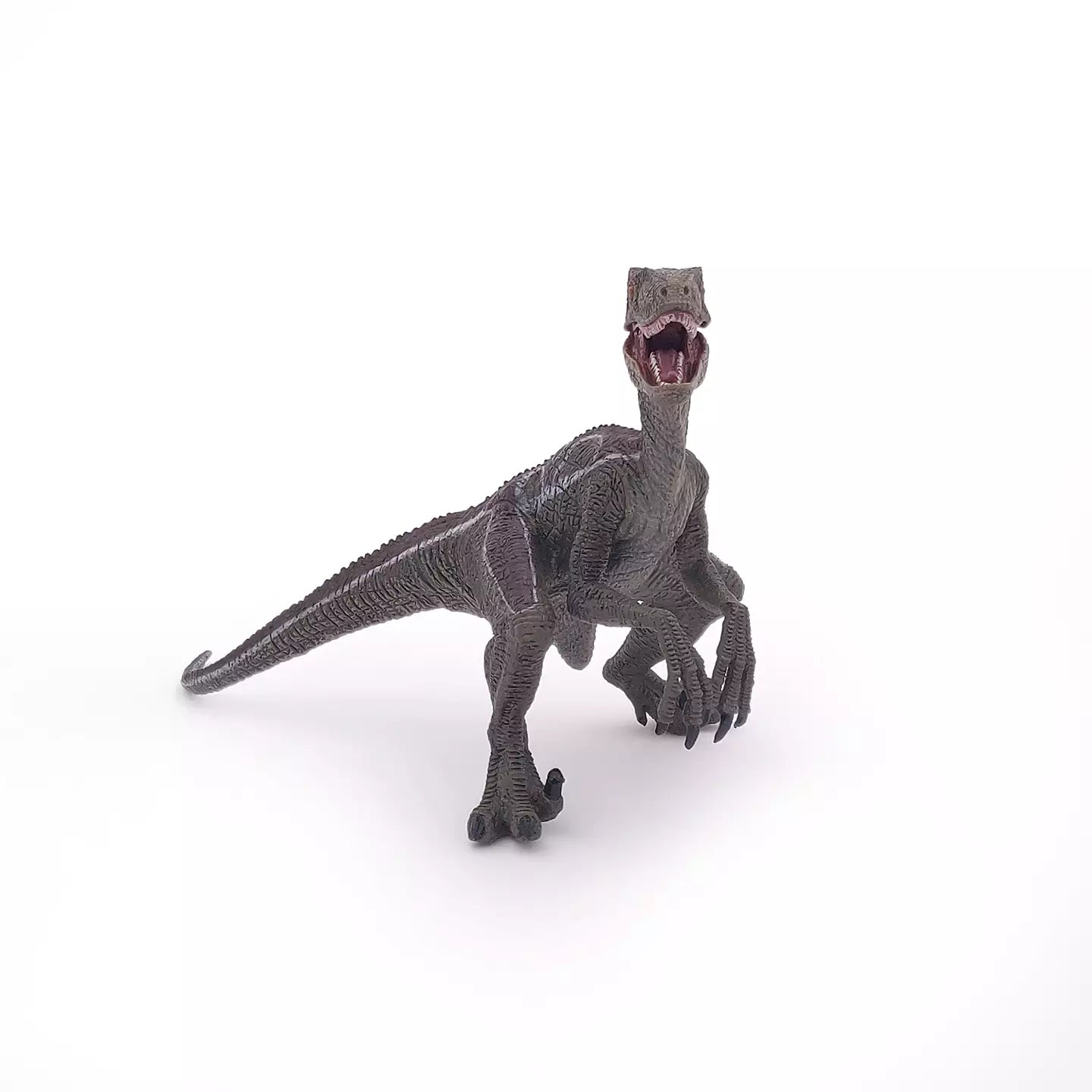Velociraptor