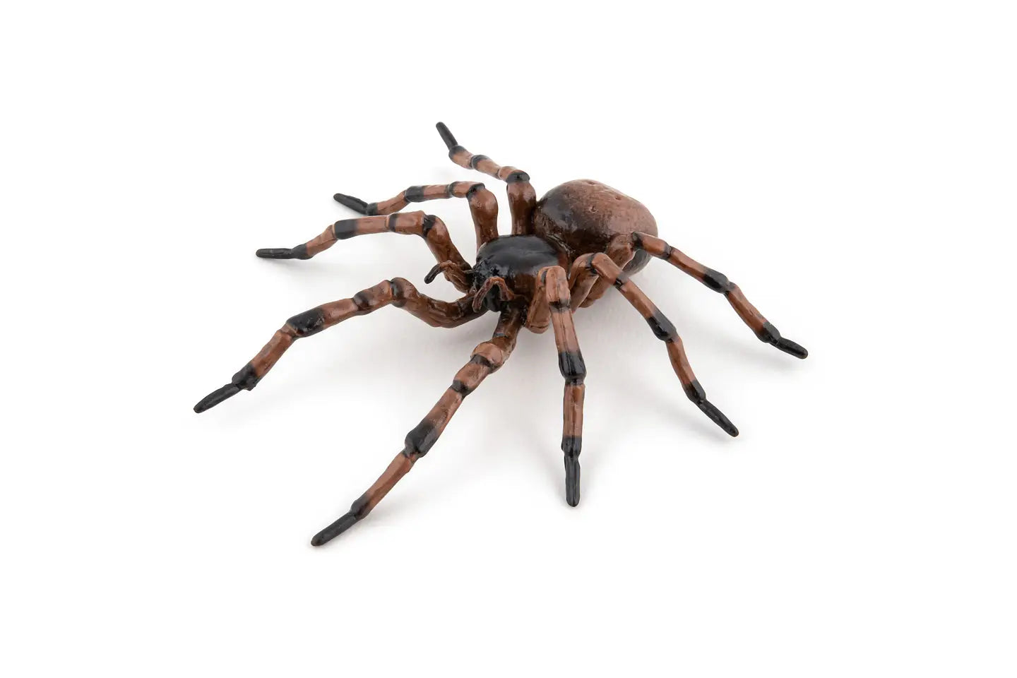 Common Spider