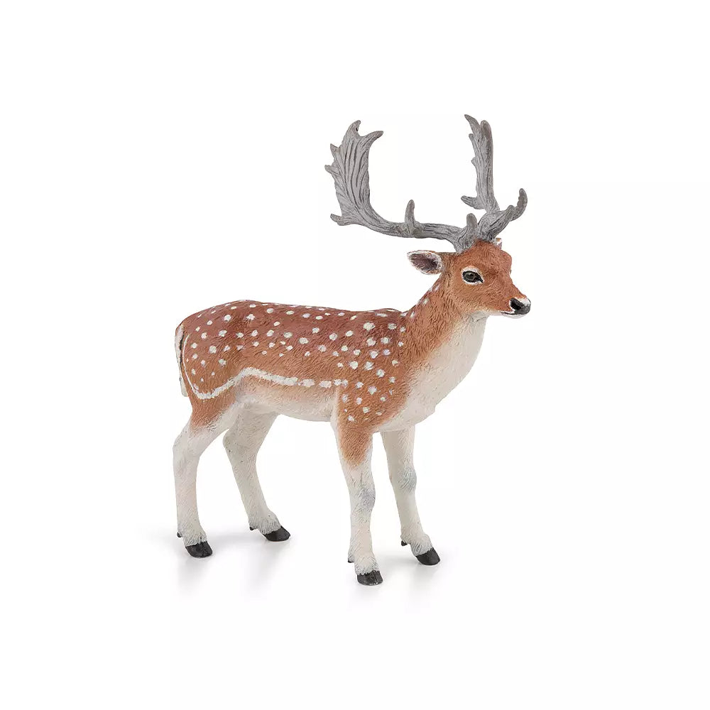 Fallow Deer