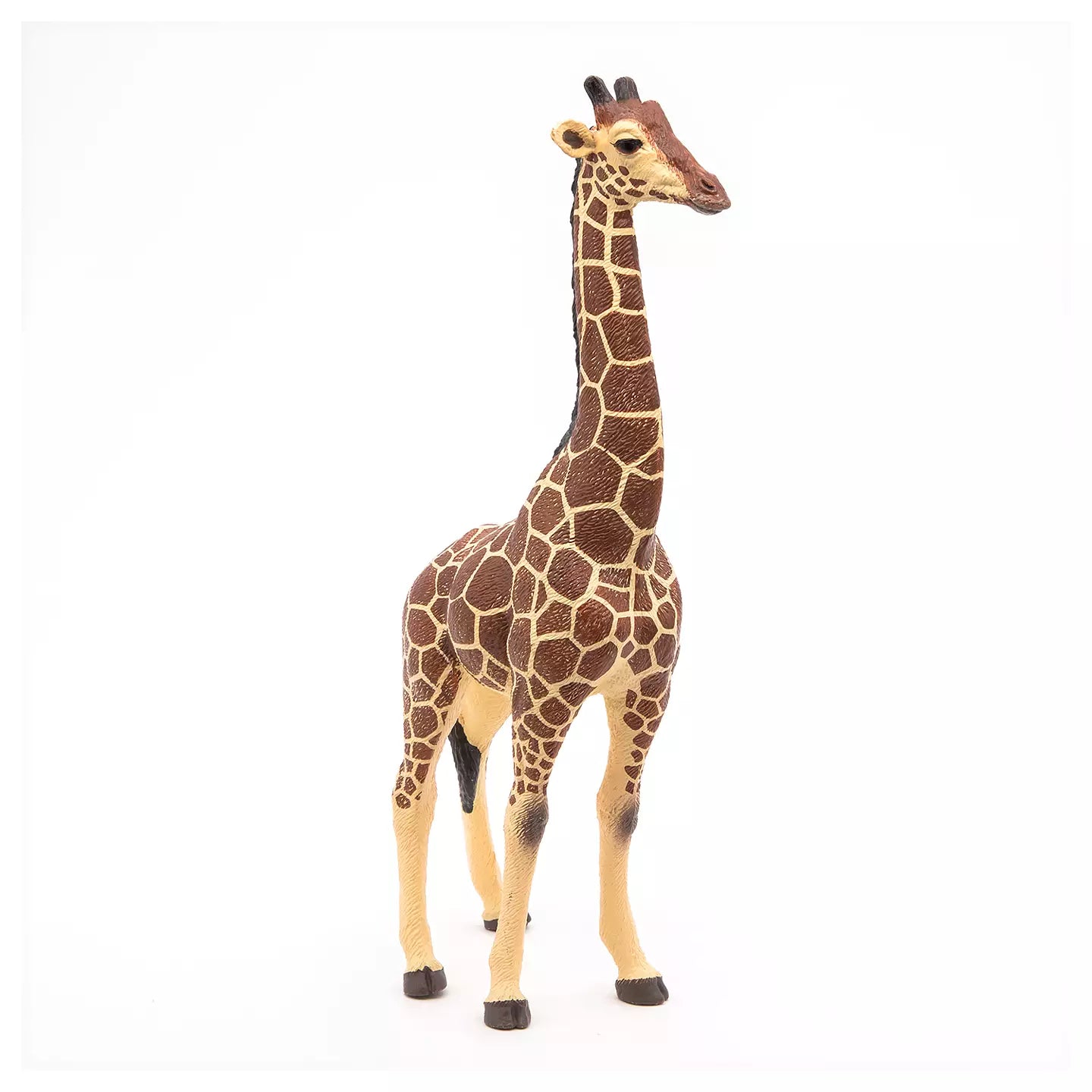 Giraffe male