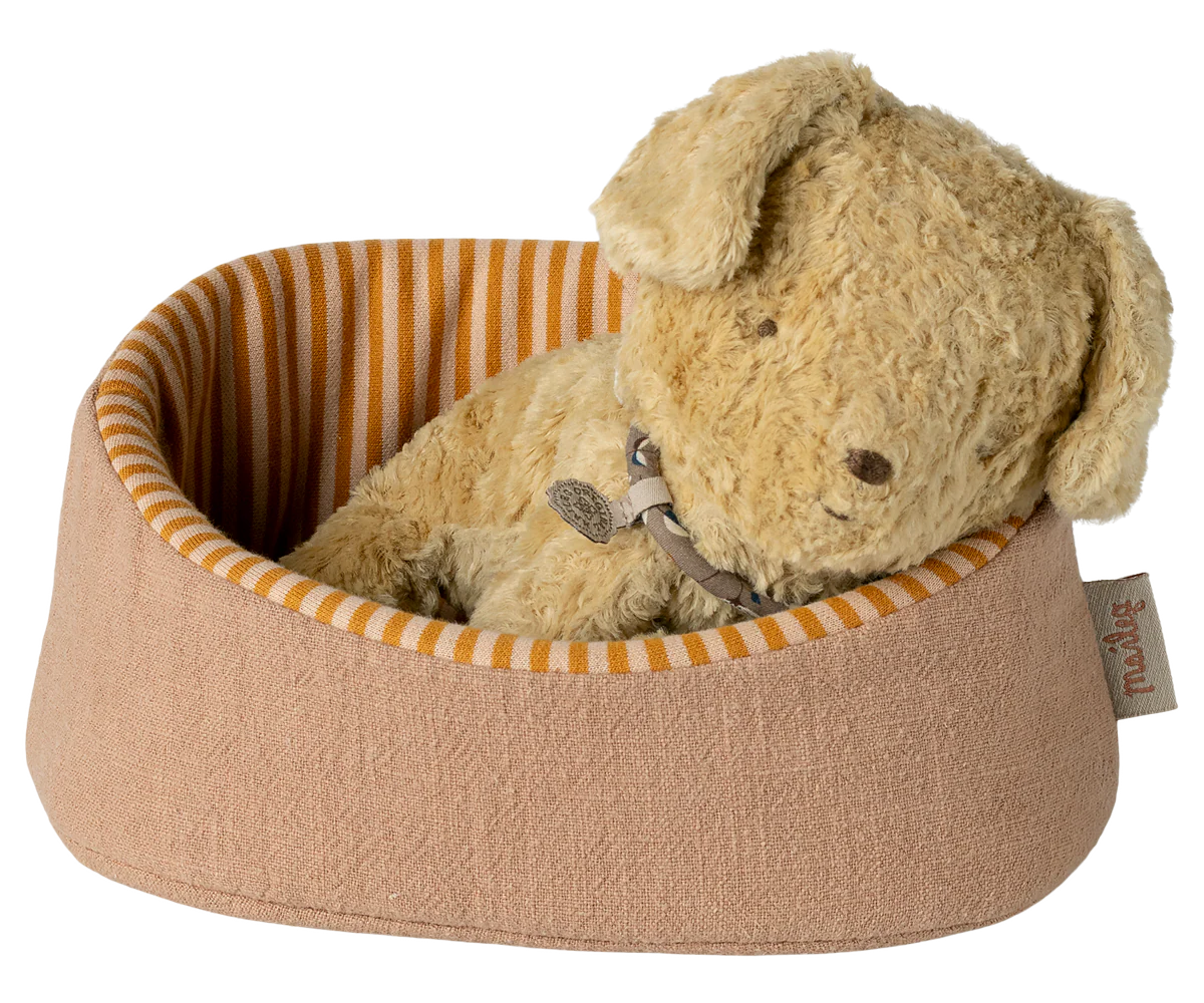 Puppy small, soft sand