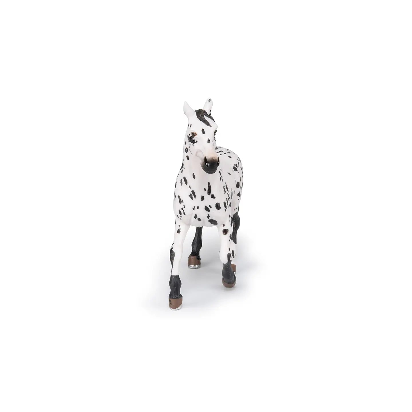 Black Appaloosa Horse