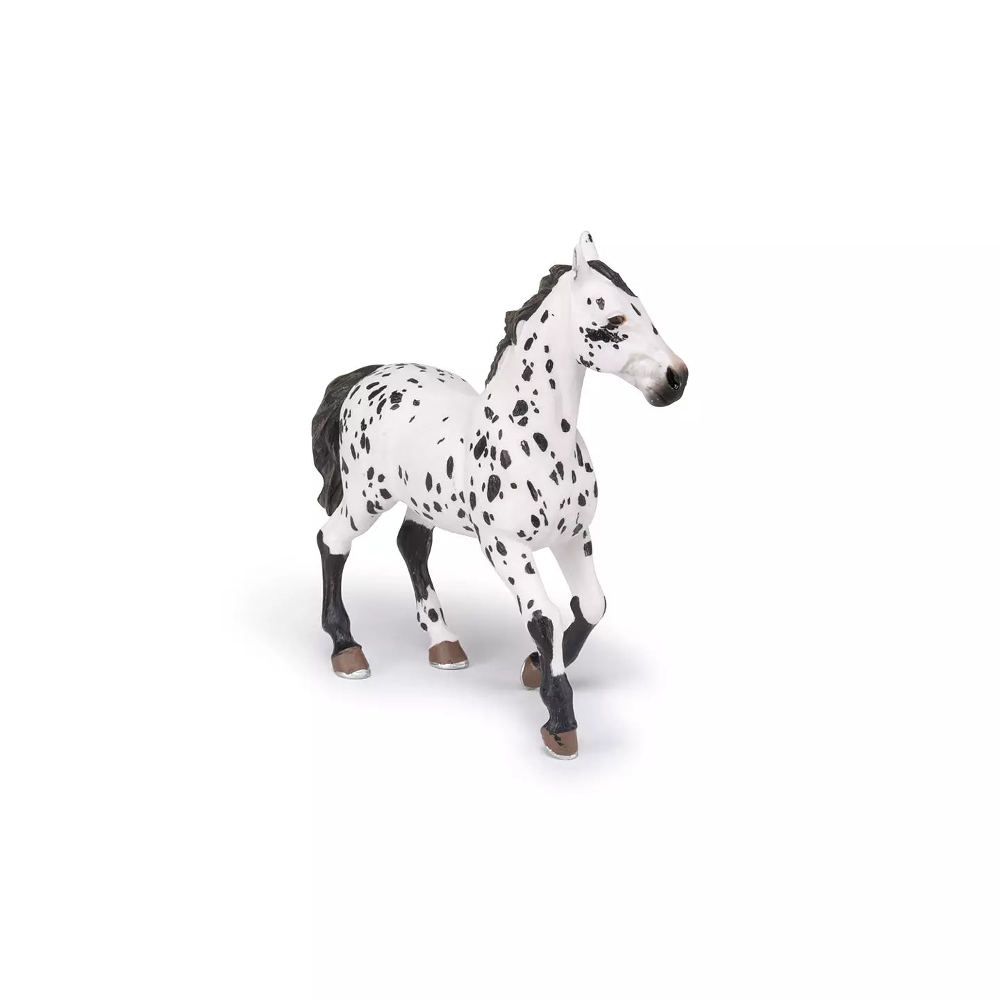 Black Appaloosa Horse