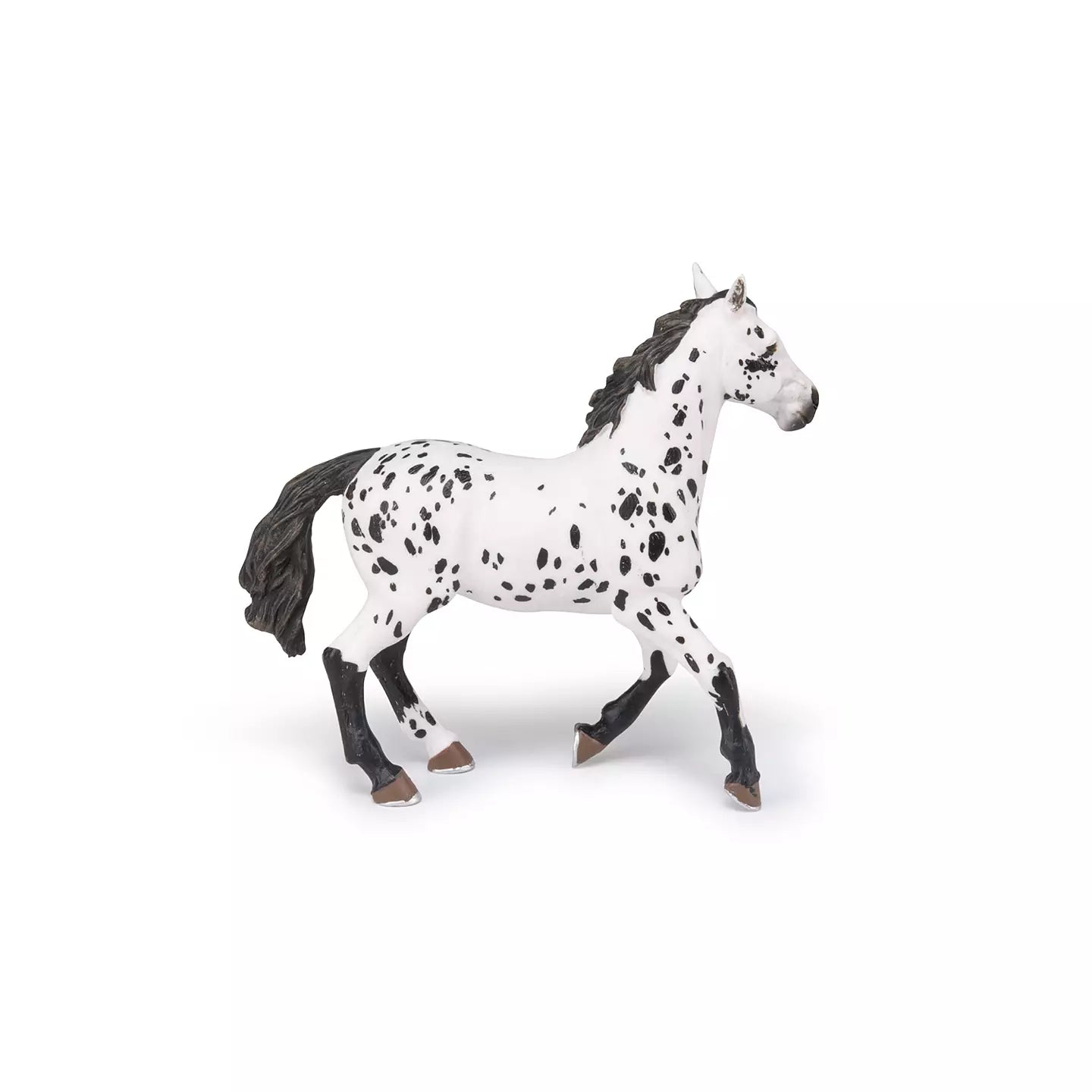 Black Appaloosa Horse