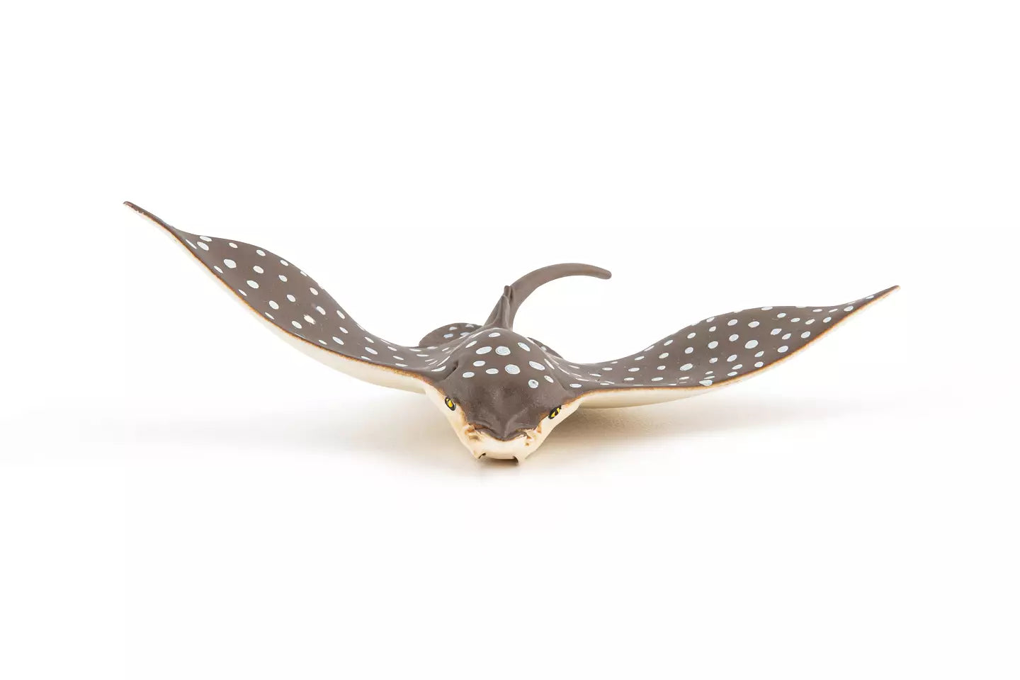 Spotted Eagle Ray