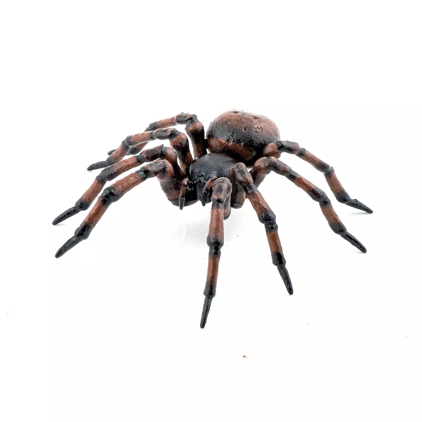 Common Spider