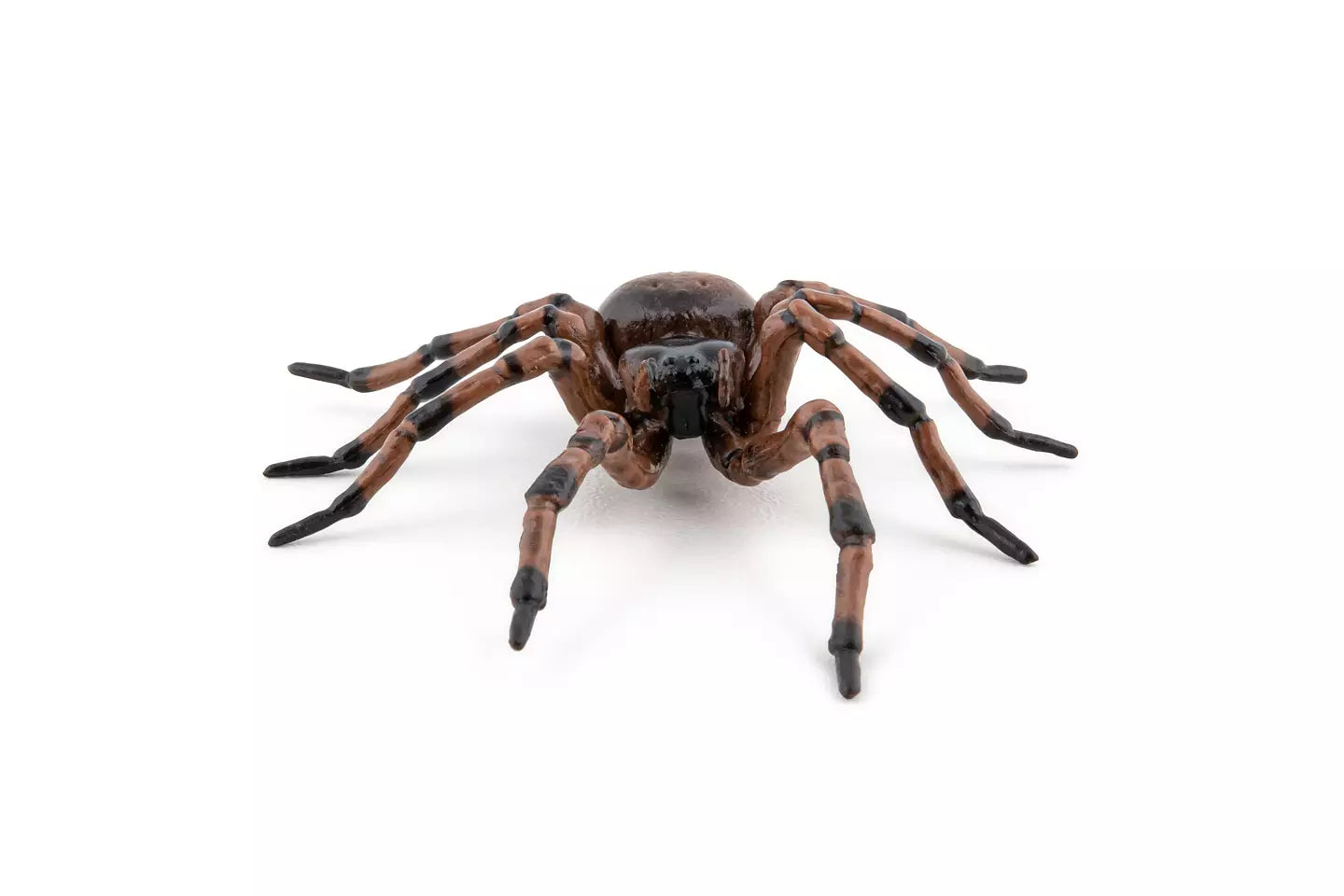 Common Spider
