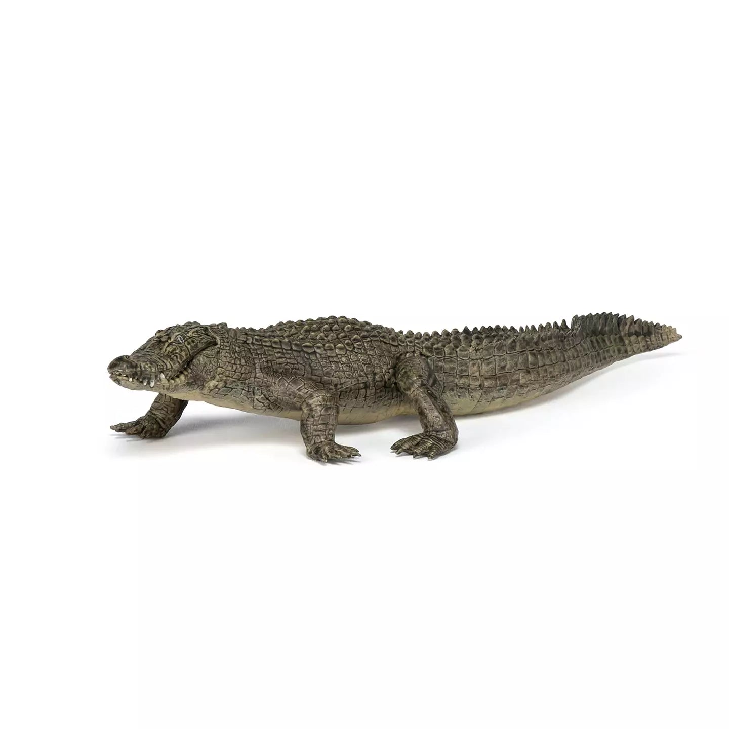 Alligator