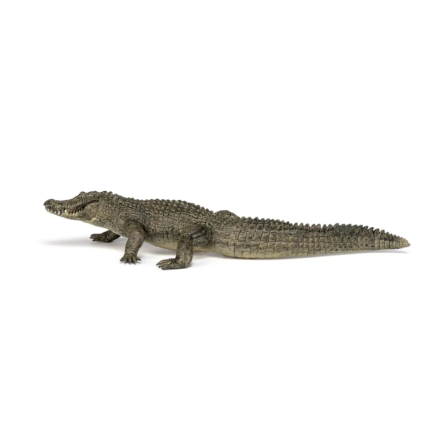 Alligator