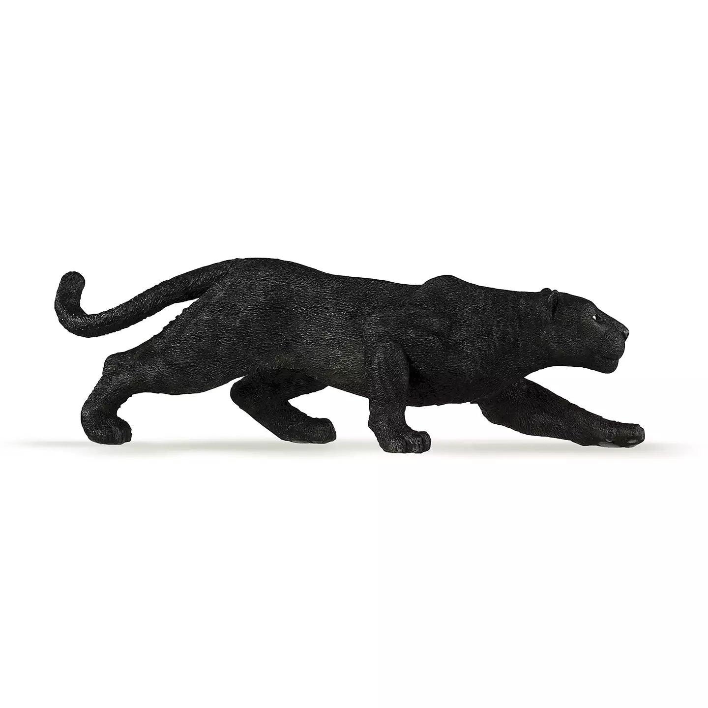 Black Leopard