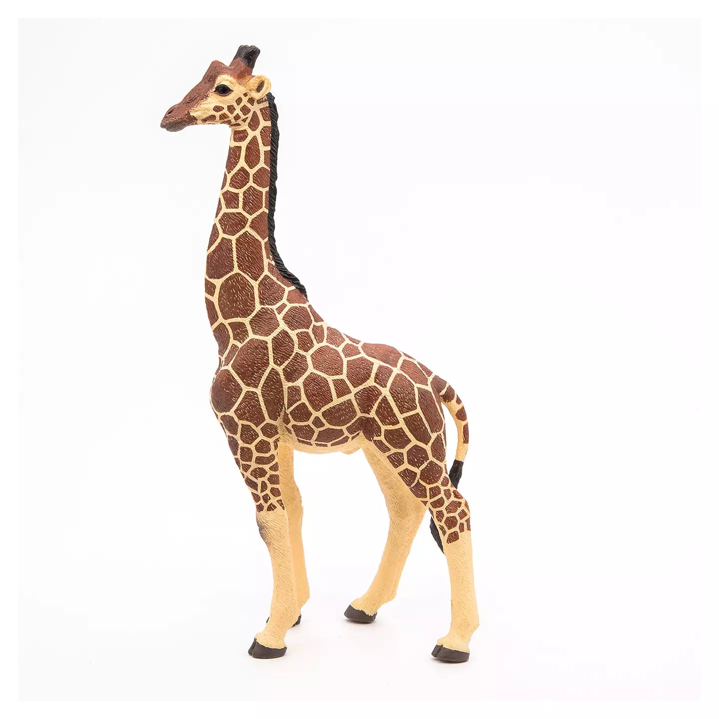 Giraffe male