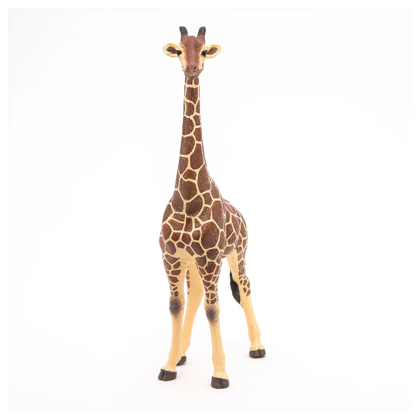 Giraffe male