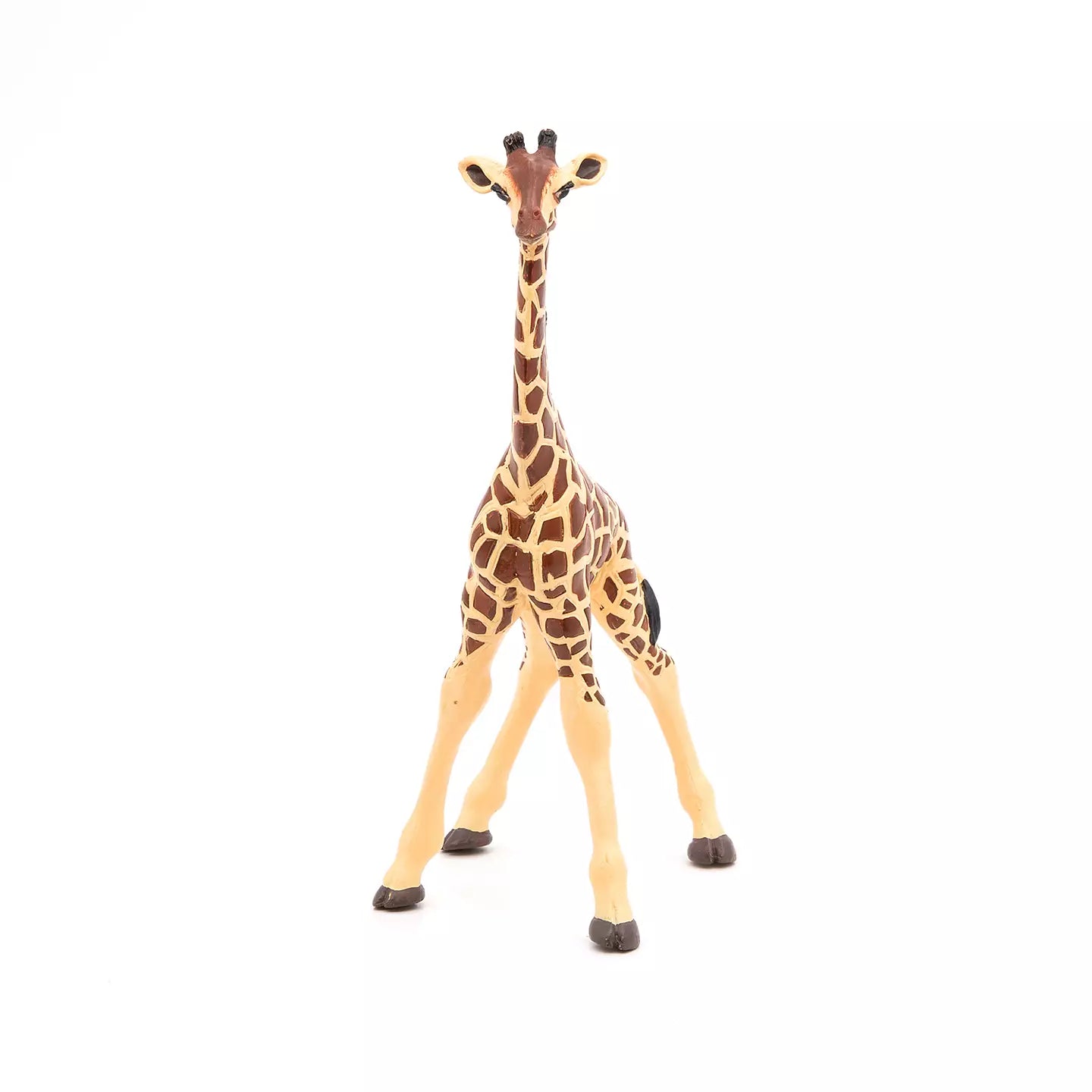 Giraffe calf